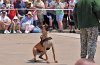 K-9 DSC_7840.jpg